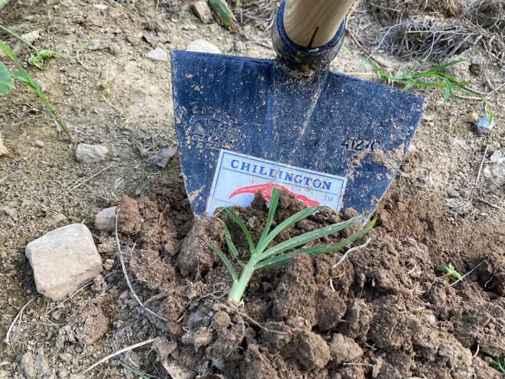 A chunk of dirt with an uprooted weed on top