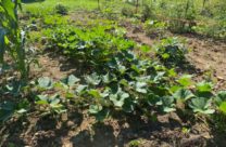 Image of plants growing in a garden