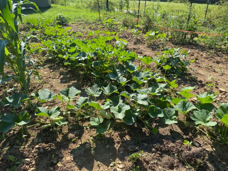 Image of plants growing in a garden