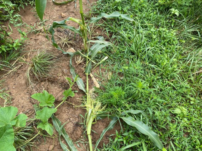 Corn destroyed by a raccoon