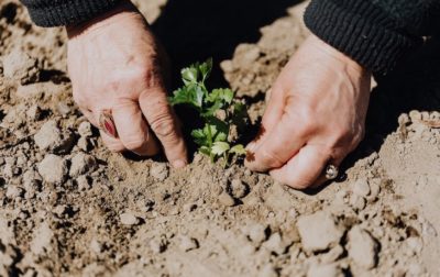 Planting in a garden