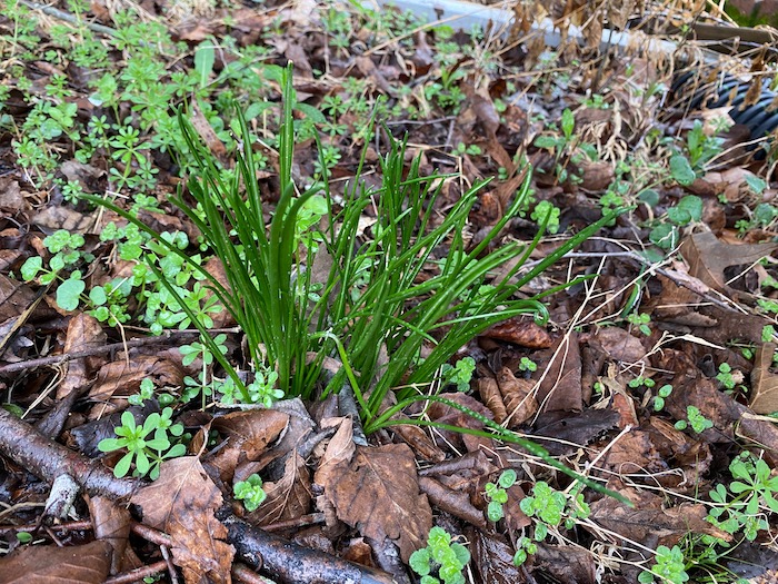 Field garlic