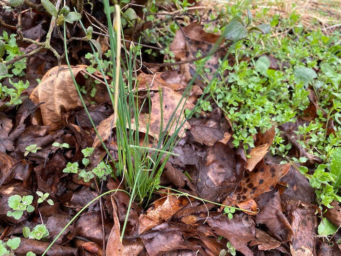 Field garlic