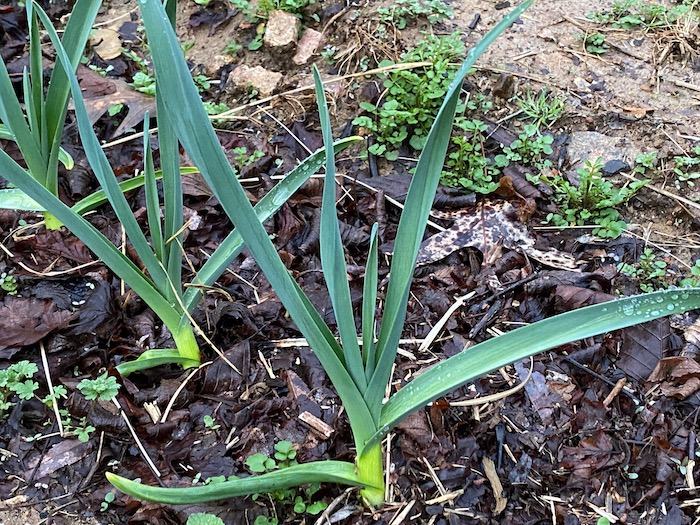 Domesticated garlic