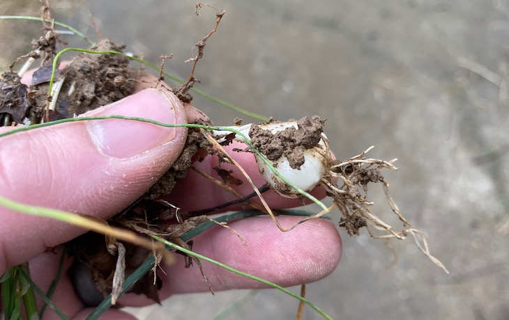 Field garlic bulb