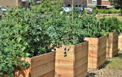 Tall wooden raised beds