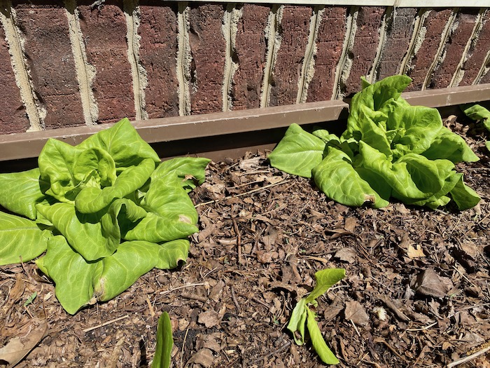 Lettuce burned by nitrogen