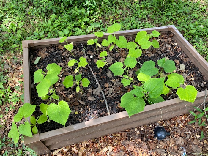 Raised bed cucumbers