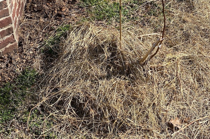 Raspberry mulch