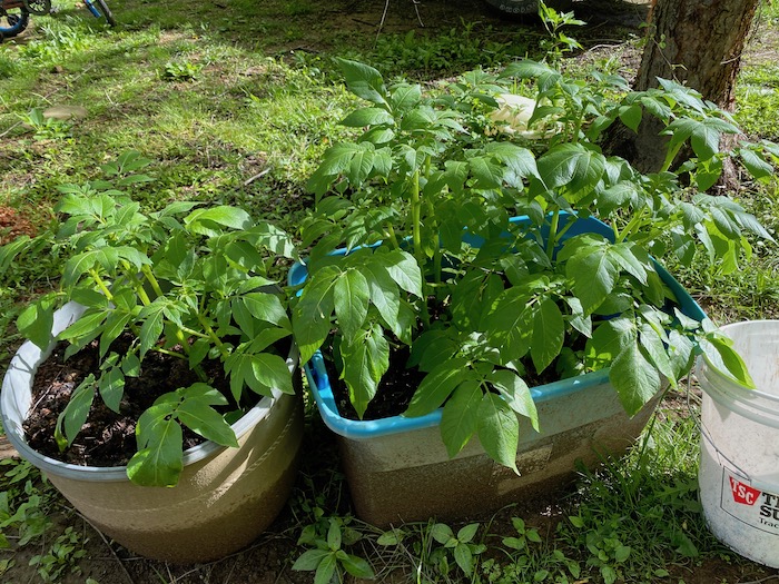 Container potatoes