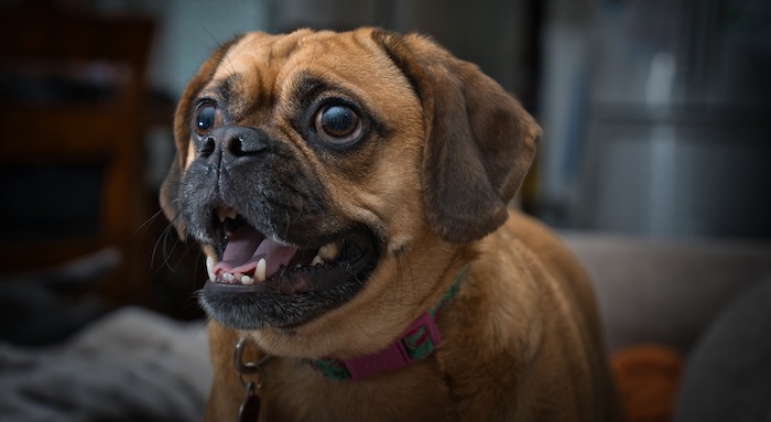 A puggle