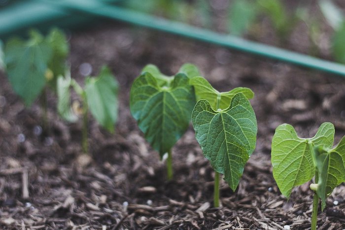 Bean seedling