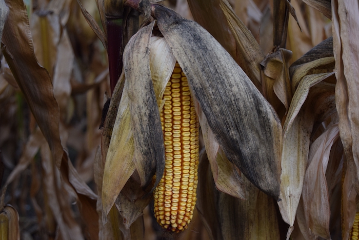 Field corn