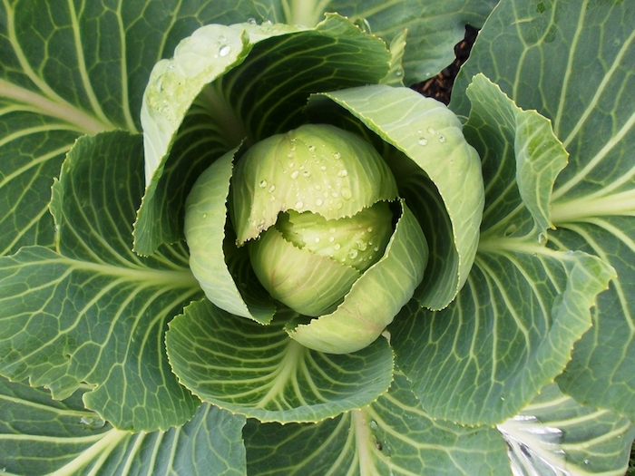 Cabbage