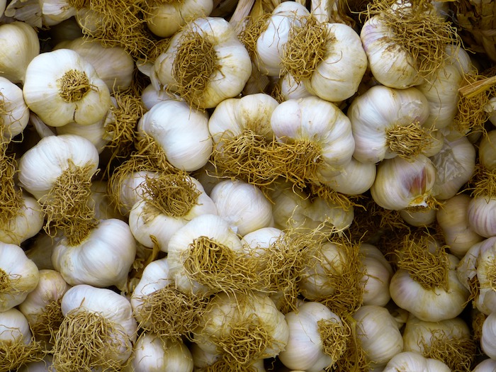 Garlic