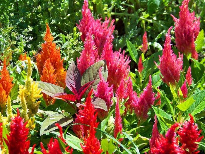 Amaranth