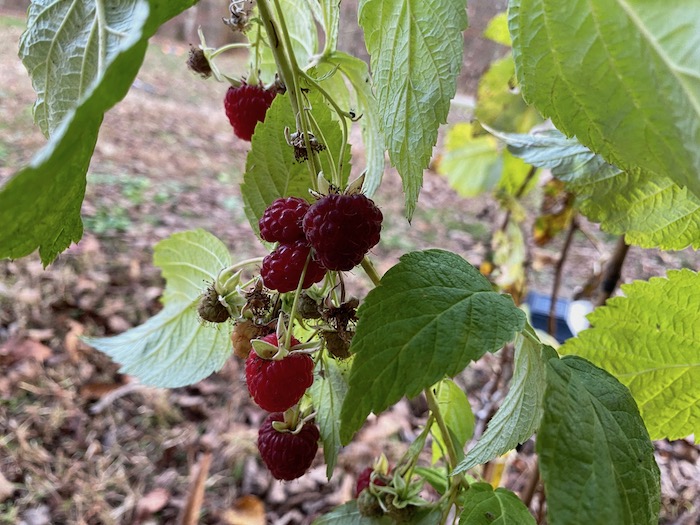 Raspberries