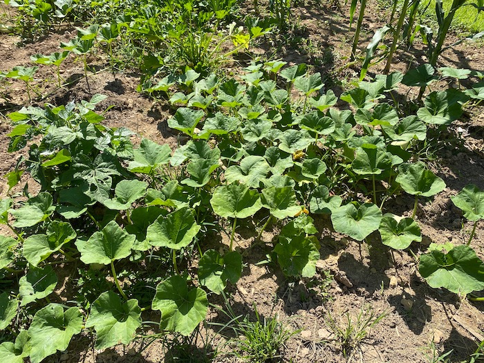 Sprawling squash vines