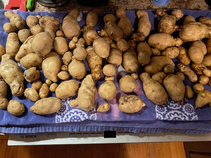 Potatoes