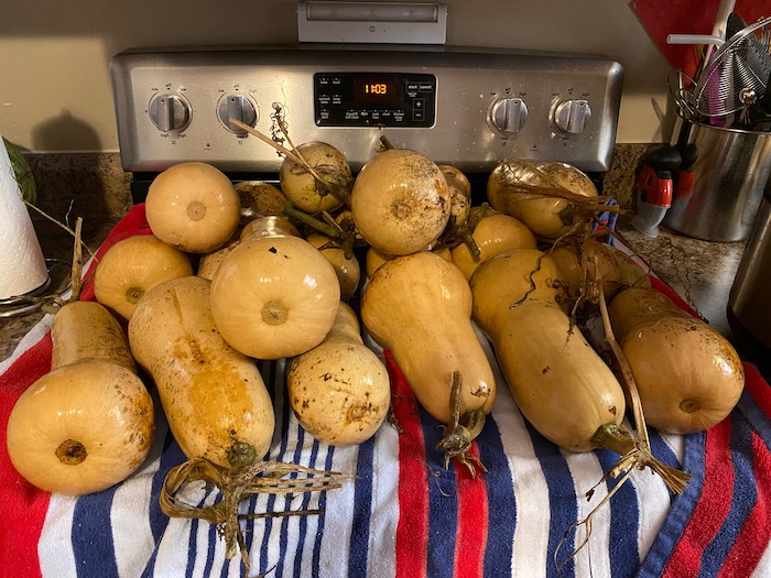 Drying squash