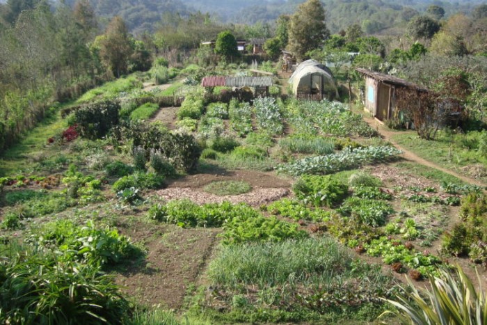 In-ground garden beds