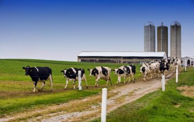 Cows on a farm