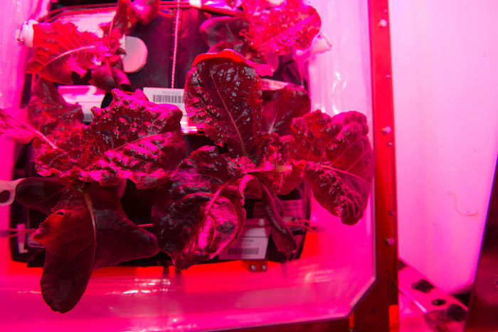 Lettuce growing on the ISS