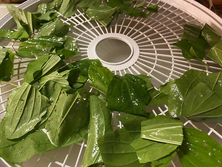 Wet plantain in the dehydrator