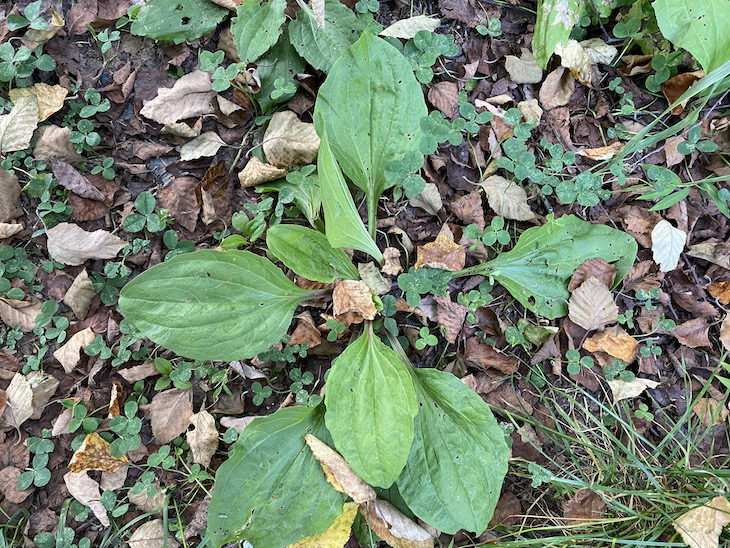 Plantain weed