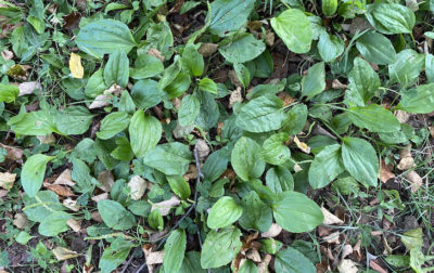 Plantain weed