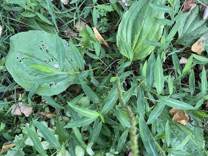 Large plantain leaves