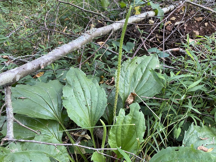 Plantain seed head