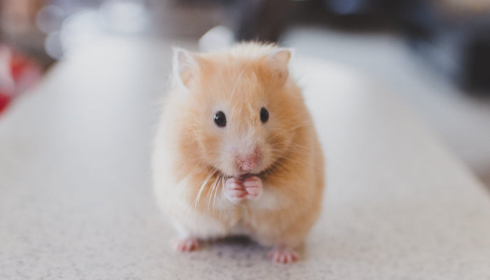 Have hamsters been culled in Hong Kong beacuse of Covid