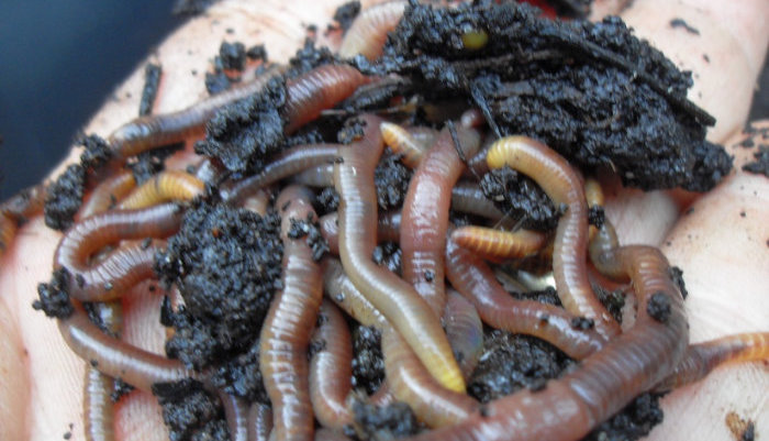 Is there an invasion of jumping worms and are they bad