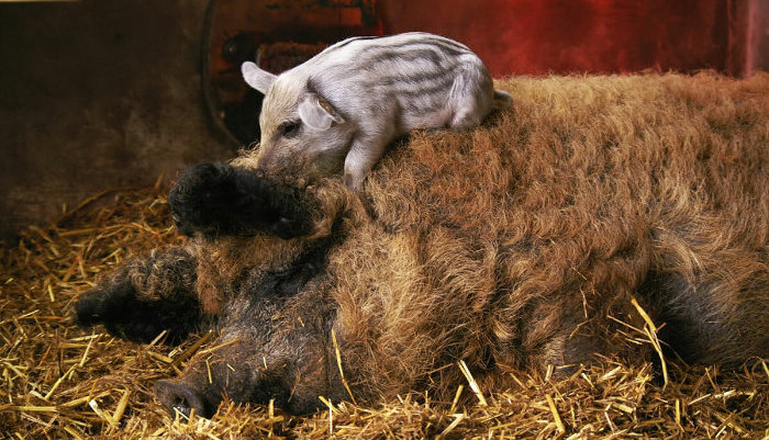 Do Mangalitza pigs fight off bears