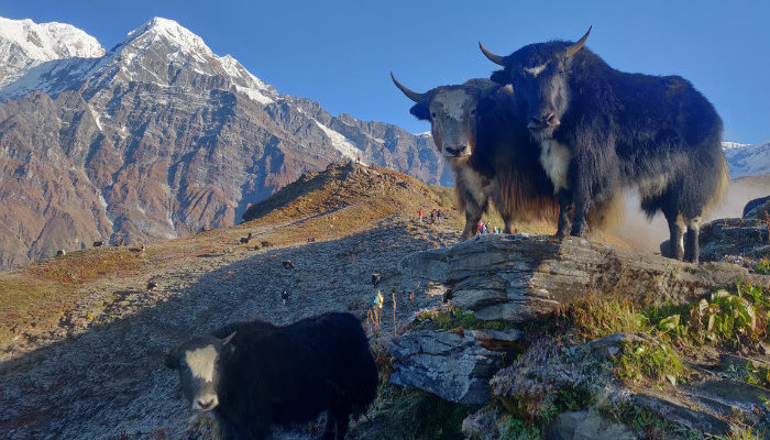 Aren't yaks amazing