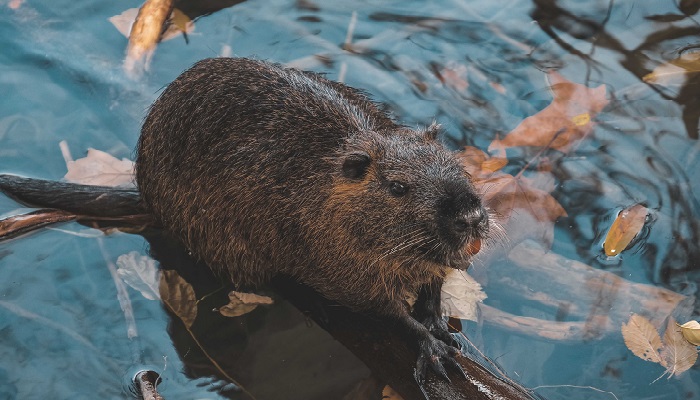 Have beavers in Englad created wetlands that are resilient to droughts