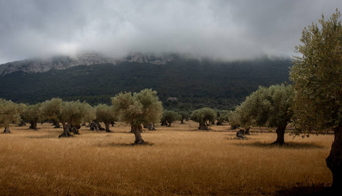 Is drought threatening the world’s olive oil supply