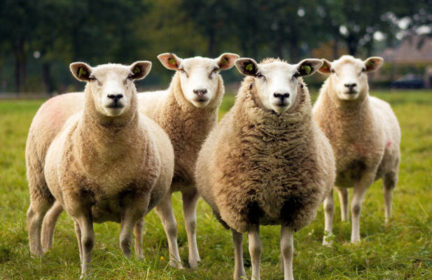 Can sheep be used to cut grass in a solar farm