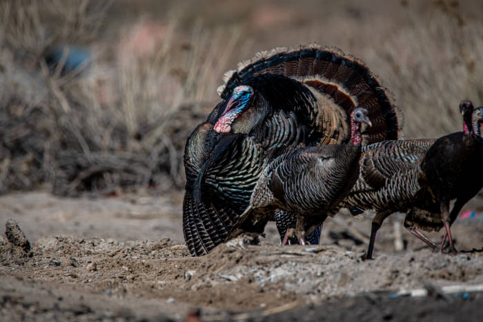 Are Americans refusing to give up on turkeys despite higher prices