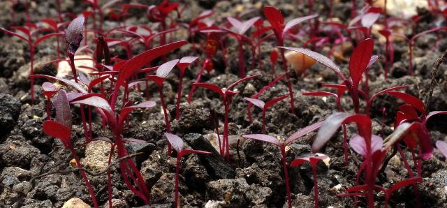 amaranthus-seedlings-03