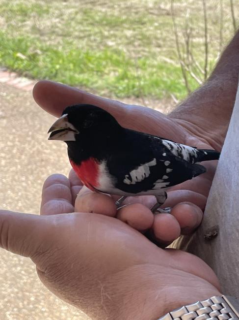 Rose-breasted Grosbeak