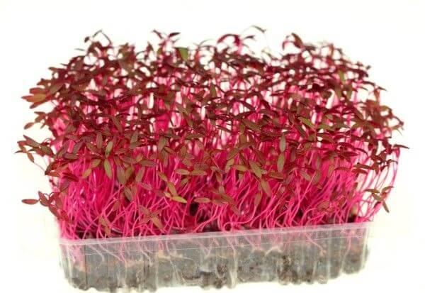 amaranth-microgreens