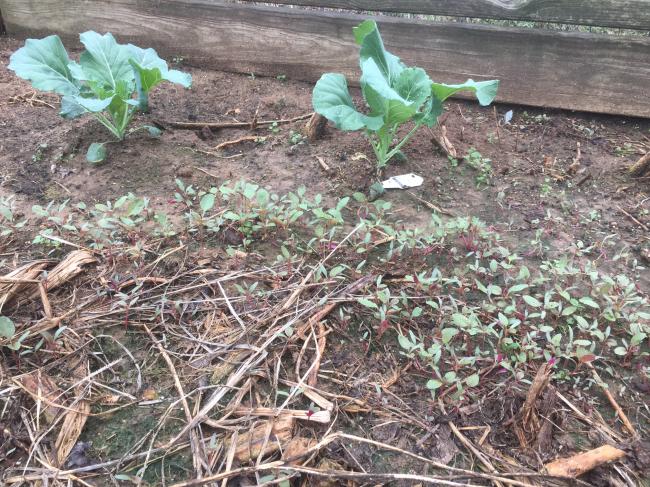 amaranth volunteer