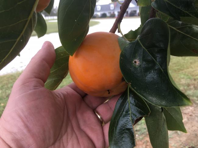 persimmon2