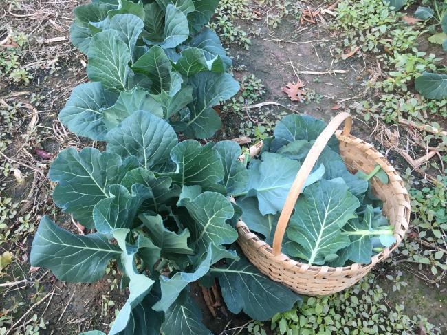 collards 10