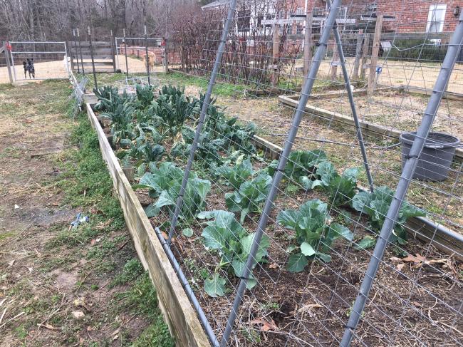 collards kale jan