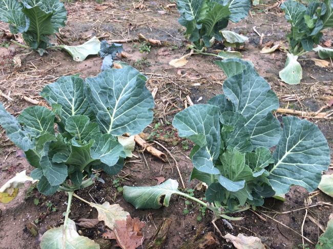 collards jan