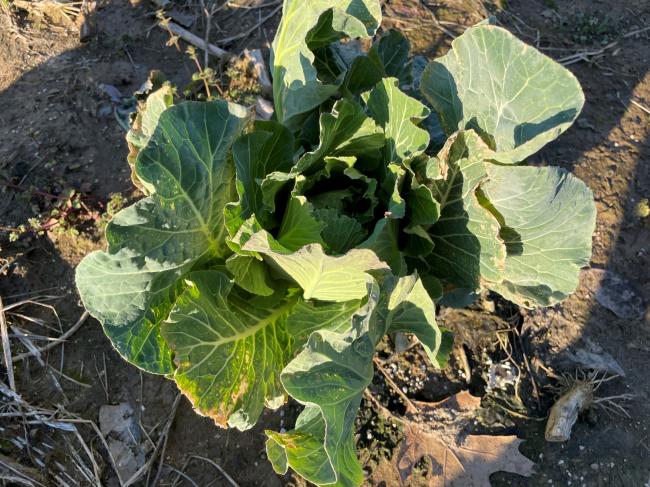 march collards 2