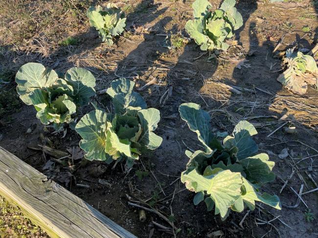 march collards